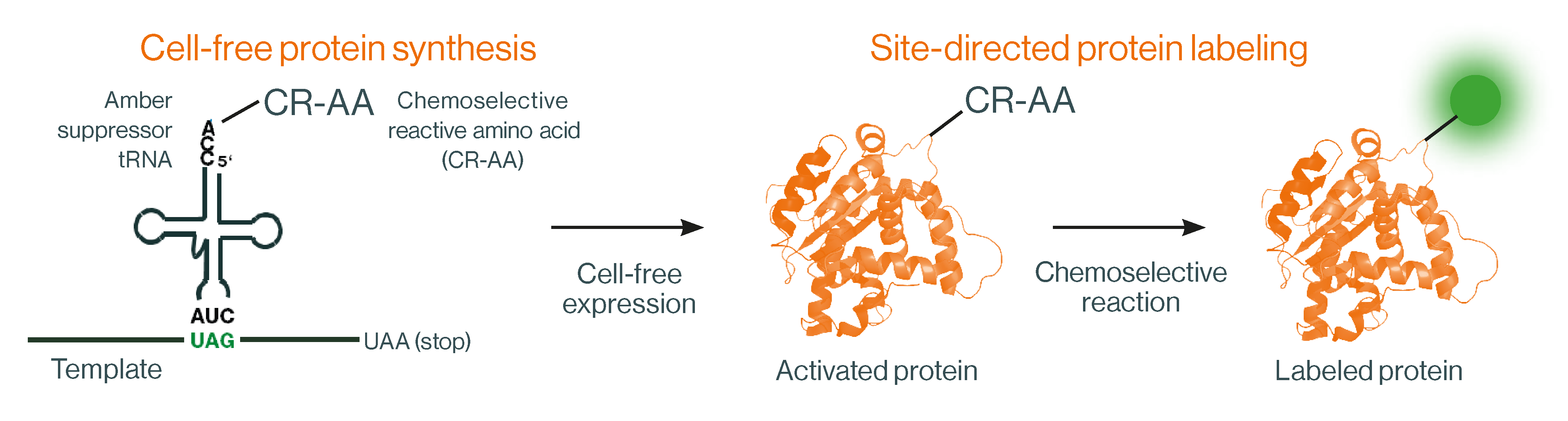 Synthesis and site-directed labeling