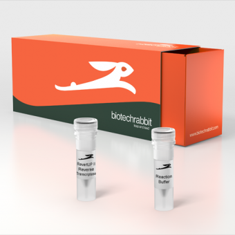 RevertUP™ II Reverse Transcriptase, 200 U/µl