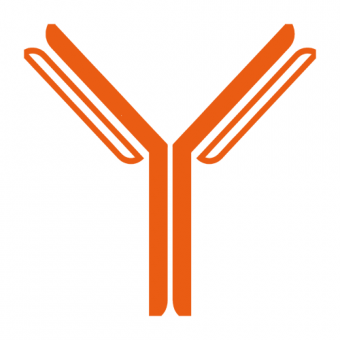 Monoclonal Rat Antibodies