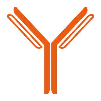Monoclonal antibody production