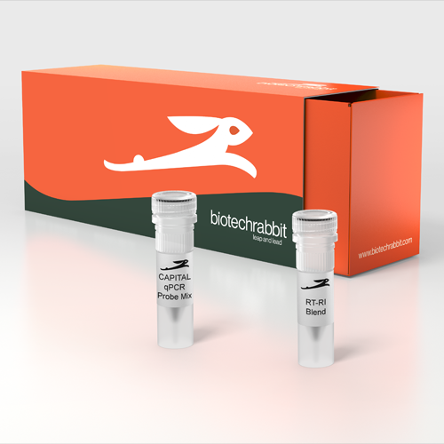 biotechrabbit | 4X CAPITAL™ 1-Step qRT-PCR Probe Master Mix leap and lead