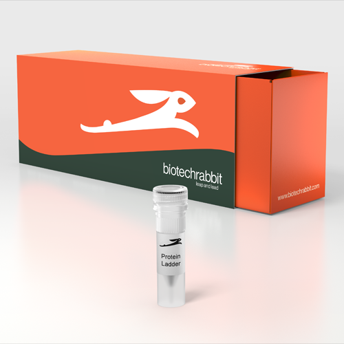 biotechrabbit TriColor Protein Ladder (10180 kDa) Protein Electrophoresis Electrophoresis