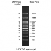 100 bp DNA Ladder, ready to use