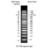 50 bp DNA Ladder, ready to use