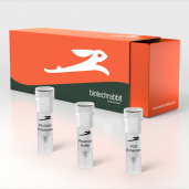 Pfu DNA Polymerase, 2.5 U/µl