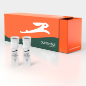 10X LYO-ready CAPITAL™ 1-Step qRT-PCR Probe Mix