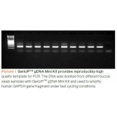 GenUP™ gDNA Kit