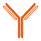 Monoclonal antibody production