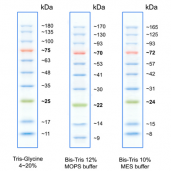 TriColor Protein Ladder (10-180 kDa)