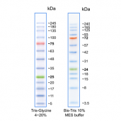 TriColor Broad Protein Ladder (3.5-245 kDa)