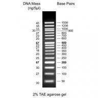 50 bp DNA Ladder, ready to use