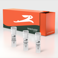 Hot-Start Taq DNA Polymerase, lyophilized, 5 U/µl