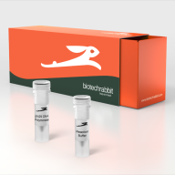 phi 29 DNA Polymerase, 10 U/µl 