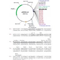 RTS pIVEX E. coli His-tag, 2nd Gen. Vector Set