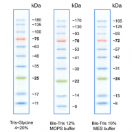 TriColor Protein Ladder (10-180 kDa)
