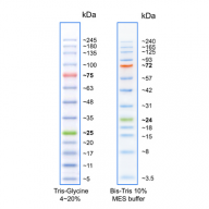 TriColor Broad Protein Ladder (3.5-245 kDa)