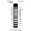 50 bp DNA Ladder, ready to use