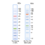TriColor Broad Protein Ladder (3.5-245 kDa)