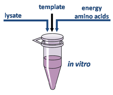 Cell-free synthesis