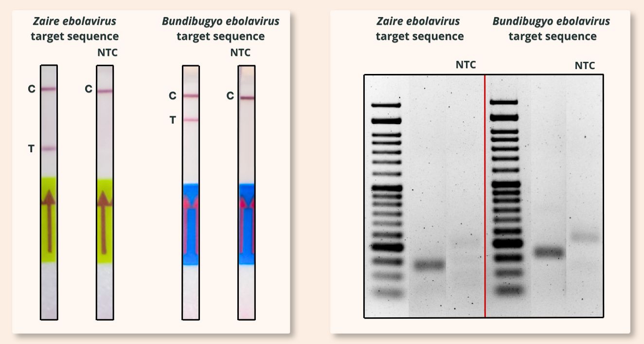 Research demonstration of <em>Zaire ebolavirus</em> and <em>Bundibugyo ebolavirus</em> target-sequence detection using lateral flow strips and agarose gel electrophoresis