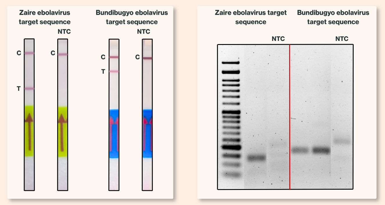 Ebola outbreak update and research demonstration of RPA-based target detection
