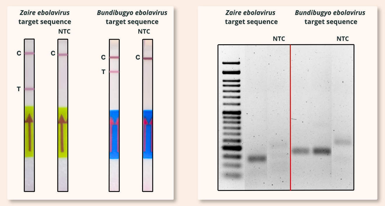 Research demonstration of <em>Zaire ebolavirus</em> and <em>Bundibugyo ebolavirus</em> target-sequence detection using lateral flow strips and agarose gel electrophoresis
